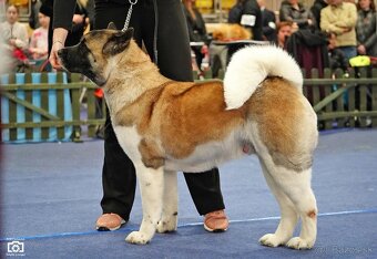 Akita americka - 7