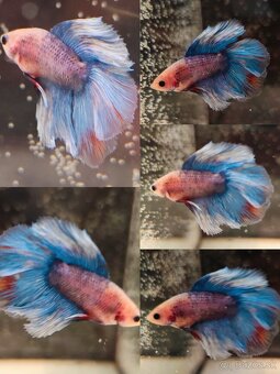 Betta Splendens - Bojovnica Pestrá. - 7