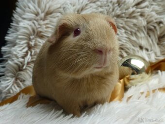 Ušľachtilé morčiatka - 7