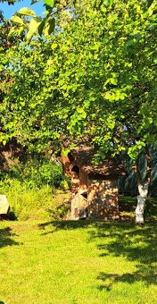 Chata so záhradou na prenájom - 7