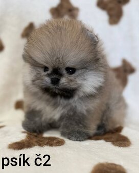 Pomeranian mini Boo - 7