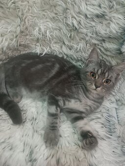 Britske maciatka - 7