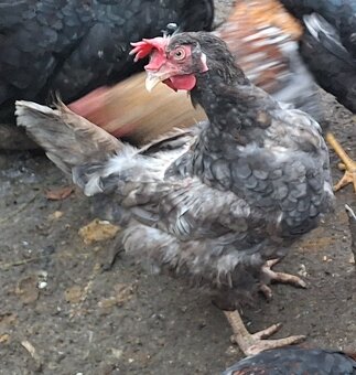 sliepky na polievku 5ks - 7