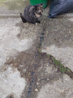 4 mesačné mačiatka - 7