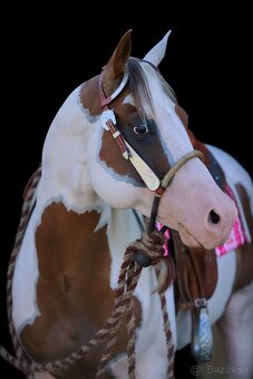 American Paint Horse - 7