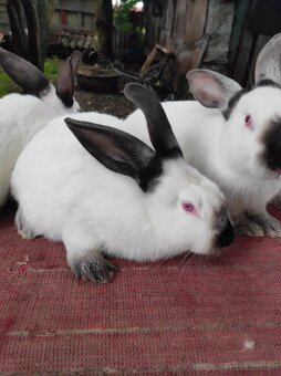 Predávam samičky aj samčeki 🐰 - 7