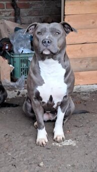 Šteniatka - Americký stafordšírsky teriér (Amstaff, Staford) - 7