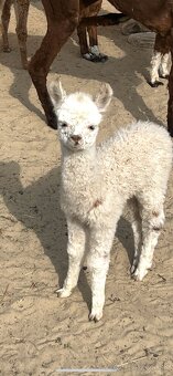 Samička Lama Alpaka - 7