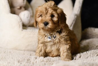 Cavapoo F1 RED Fenka pripravená na odber - 7
