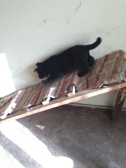 Nemecký ovčiak šteniatka - 7