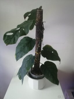Monstera deliciosa,rastuca hlavne do vysky krasna 2 m vysoka - 7