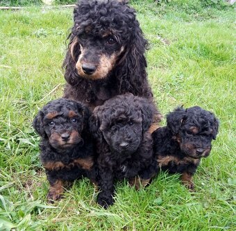 Pudel black and tan - 7