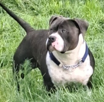 American Bully psik - 7
