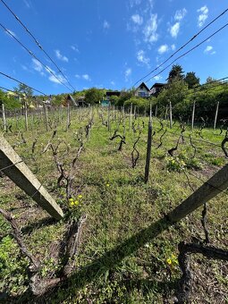Na predaj vinica s výhľadom na Zemplínsku šíravu – ideálne m - 7