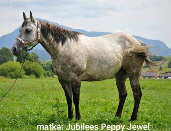 Pripuštanie American Quarter Horse , Qh - 7