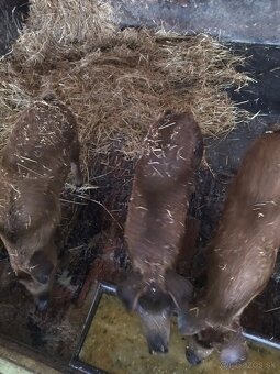 Odstavcata duroc durok x mangalica - 7