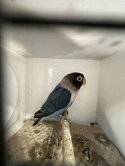 Agapornis škraboškový - 7