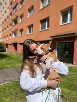 Psík American bully s pp na predaj - 7