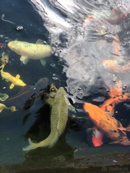 Koi kapre, japonske - 7