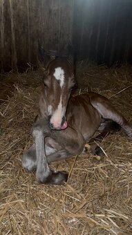 Bay hřebec American Quarter Horse s reiningovým původem - 7