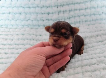 Choco, Chocolate Yorkshire terrier - 7