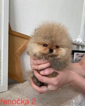 Pomeranian mini Boo - 7