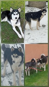 Sibírsky Husky - 7