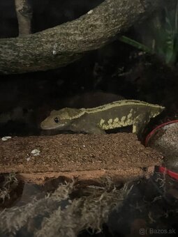 Tri pagekóny riasnaté-samec a dve samičky - 7