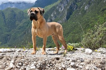 Cane Corso štěňata s FCI P - 7