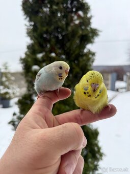 Andulky mlada Maznačik - 7