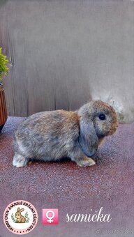 Zakrsly králik, Zajačik, Baranček, minilop, levik, teddy - 7