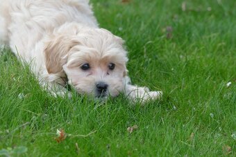 Maltipoo (malteze +Pudel = maltipoo) - 7