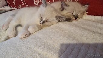 Ragdoll kocúrikovia:), s fliačikom na nošteku rezervovaný - 7