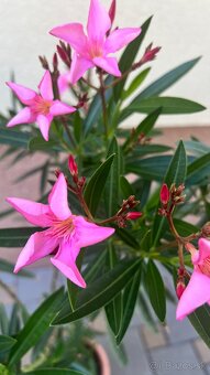 Krásny ružový Oleander - 7