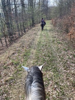 Preprava koní, tréningy, vychádzky - 7