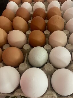 Slepačie vajíčka - 7