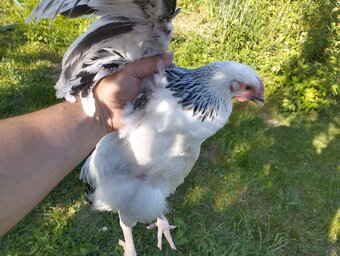 10 týždňové Sasex, Orpington, Faverolky,Marans - 7