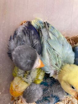 Rucne dokrmovane agapornisy fischer tyrkys opalin euwing - 7