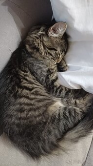 Domáci kocúrik - 7