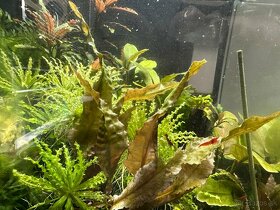 Rastlinky do akva / krevetaria - 7