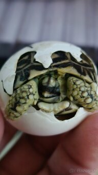 Korytnačka leopardia - 7