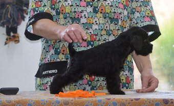 Bradáč malý čierny - šteniatka - 7