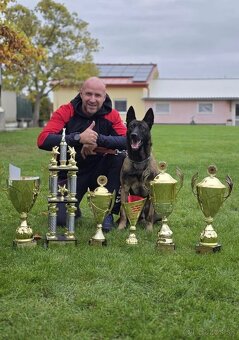 Belgický ovčák Malinois s PP 7.týdnů - 7