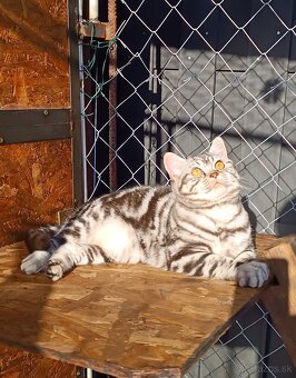 Britske maciatko na rezervácie - 7