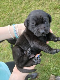 Labrador šteniatka - 7