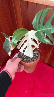 monstera albo variegata - 7
