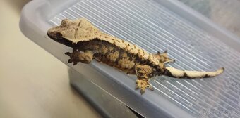 Pagekon riasnaty - Correlophus ciliatus - 7