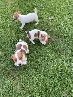 Jack russel terier - 7