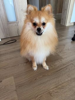 Pomeranian mini - 7