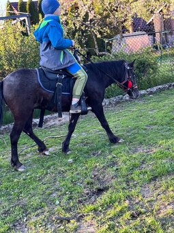 Ponik 4 roki - 7